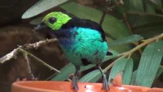 Paradise Tanager [upl. by Dis]