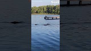 Deadly alligator chases after children as they swim away in terror [upl. by Bunow499]