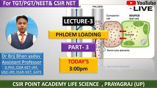 Phloem Loading and Unloading Mechanism  Allocation of Resources  Plant Physiology  CSIRNET JRF [upl. by Mcroberts]