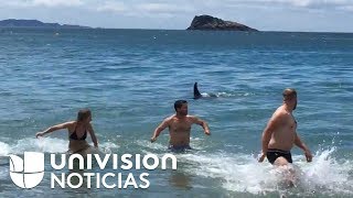 En video Fueron a bañarse a la playa y salieron corriendo al encontrarse con orcas [upl. by Harat227]