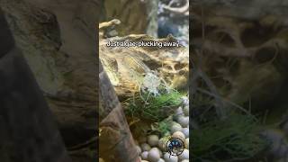 Why Does Everyone Need an Amano Shrimp in their Shrimp Tank shrimp aquarium funfacts wow cute [upl. by Packton]