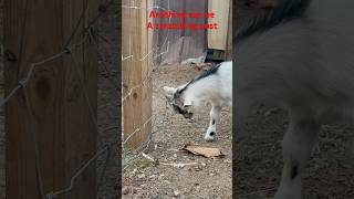 Goats use the weirdest things as a scratching post  fence edition [upl. by Bramwell366]