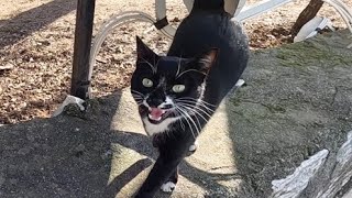 Tuxedo cat meowing in a high pitched voice wasnt happy when the other cat came near me [upl. by Llenaej946]