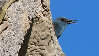 Modrokos mužjak  Monticola solitarius  Blue Rock Trush  Birds of Croatia [upl. by Amathiste]