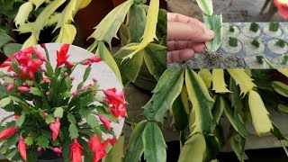 How to propagate Christmas cactusZygo cactusEasy method cutting ✂️ from mother plants [upl. by Kurtzig]