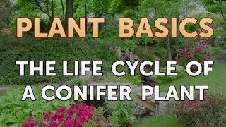 The Life Cycle of a Conifer Plant [upl. by Mitzi]