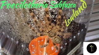 Poecilotheria Subfusca Lowland Rehouse [upl. by Mharba641]