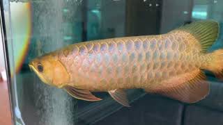 Bluebase Crossback arowana from Imperial arowana breeding farm in Singapore [upl. by Etteroma686]