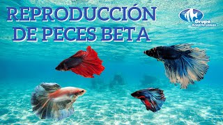 Reproducción de peces Bettas [upl. by Eelsha124]