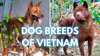 Native Dogs of Vietnam Discover all 4 Unique Breeds [upl. by Naimaj]