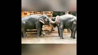 Srirangam temple elephant enjoying in rain [upl. by Ahsyen948]