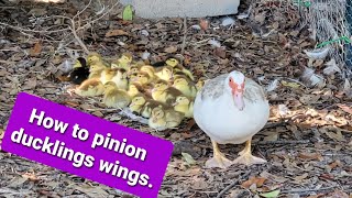 How to pinion ducklings wings [upl. by Carver]