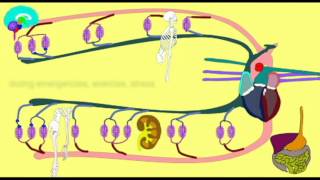 VASOCONSTRICTION DIRECTING BLOOD FLOW [upl. by Maighdiln]