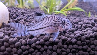 Corydoras julii [upl. by Enialem]