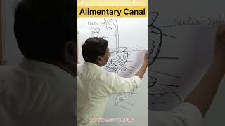 Parts of Alimentary Canal🕺💪🩻🥩 digestive system in humans humandigestivesystem alimentarycanal [upl. by Ahsinnod]