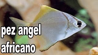 Acuario Con Pez Angel Africano Monodactylus sebae [upl. by Nawuj]