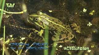 Pelophylax  groene kikker  green frog [upl. by Ssac60]