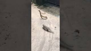 mongoose vs snake fight [upl. by Shererd]