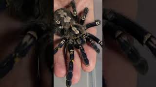 Poecilotheria metallica female [upl. by Rafe]