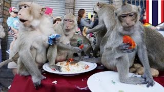 Monkey Buffet Festival Monkeys in Thailand get their annual feast of fruits and veg  TomoNews [upl. by Ivar754]