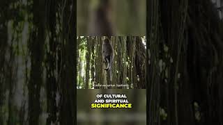 Explore Ubuds Sacred Monkey Forest Nature amp Culture [upl. by Trisha16]