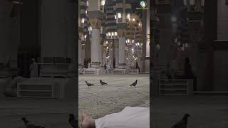 Madinahazanarabcountriesvlog live saudiarab birds muslimcountrymiddleeast oilrichcountry [upl. by Etan718]