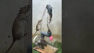 Rat trap Creativemouse traps tips from plastic bottle mousetrap rat [upl. by Nannah]