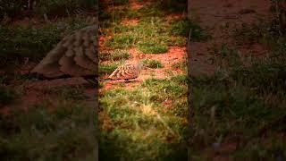 கல் கவுதாரி Chestnutbellied sandgrouse 😅🤣🥰love trending shortvideo birdsshortsshortsvideo [upl. by Sidhu]