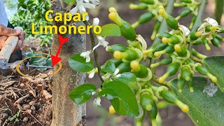 Capar limonero 🍋 Para Activar la Floración y explote de Frutos [upl. by Gentilis]