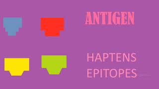 ANTIGEN  HAPTENS  EPITOPES  IMMUNOLOGY [upl. by Anitsuj]