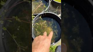 Ricefish Tub Updates aquariumfish fishkeeping fishbreeding [upl. by Madea]