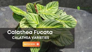 Calathea Fucata  Calathea Varieties  TinyLeaf [upl. by Albertine851]