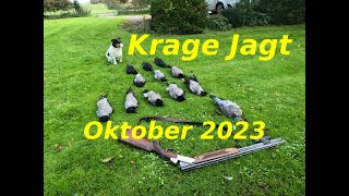 Krage Jagt Oktober 2023  12 Fugle [upl. by Connor160]