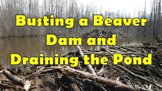 Busting a Beaver Dam and Draining the Pond [upl. by Nyre]