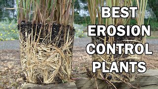 The Best Erosion Control Plants  Ozbreed [upl. by Acirdna959]