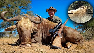 Bushveld Hunt Ten Days Three Species Golden Wildebeest  FLANKS IN RIBS [upl. by Janella]