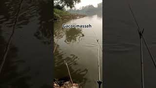 mancing hoby hiling fishing trendingshorts trendingshorts ikan obatstress [upl. by Yebot]