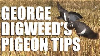 Fieldsports Britain  George Digweeds pigeonshooting tips [upl. by Akitan]