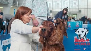 Irish Red Setter WDS 2024 Zagreb [upl. by Elgna413]