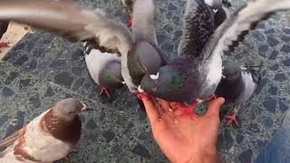 Feeding pidgins [upl. by Noroj]