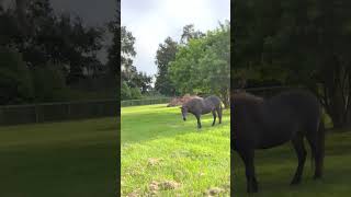 Beautiful Icelandic Horse  🇮🇸 🐴 iceland horses [upl. by Dunston]