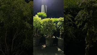 Night View of Tropical Plants plants garden tropicalplants [upl. by Einnok]