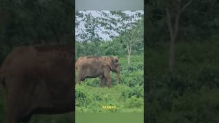 മലക്കപ്പാറ യാത്രയിൽ കണ്ട കാട്ടാന 🐘🌿 elephant athirappilly malakkapara forest ksrtc trip [upl. by Pickett]