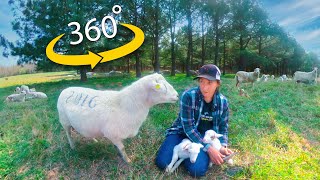 360 Virtual Sheep Farm Training  Caring for Newborn Lambs [upl. by Richardo510]