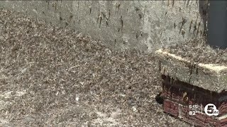 Mayflies return to Port Clinton [upl. by Sebbie305]