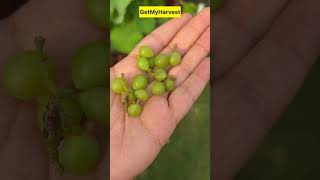 Harvesting Grapes  Experiment pass yaan fail shorts [upl. by Braswell]