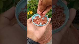 Aaiae Dhaniya Kaise Lagate Hain gardening houseplants youtube shortsvideo [upl. by Moody572]