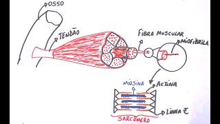 Contração Muscular  Resumo Professor Gustavo Schmidt [upl. by Neik]