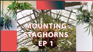 Staghorn Ferns Episode 1  Mounting on Plywood [upl. by Piotr95]