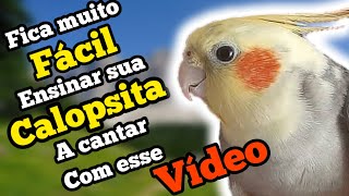 4 CANTOS para ensinar sua CALOPSITA Treine seu Pet e Se Divirta com seus Novos Talentos [upl. by Vincelette]